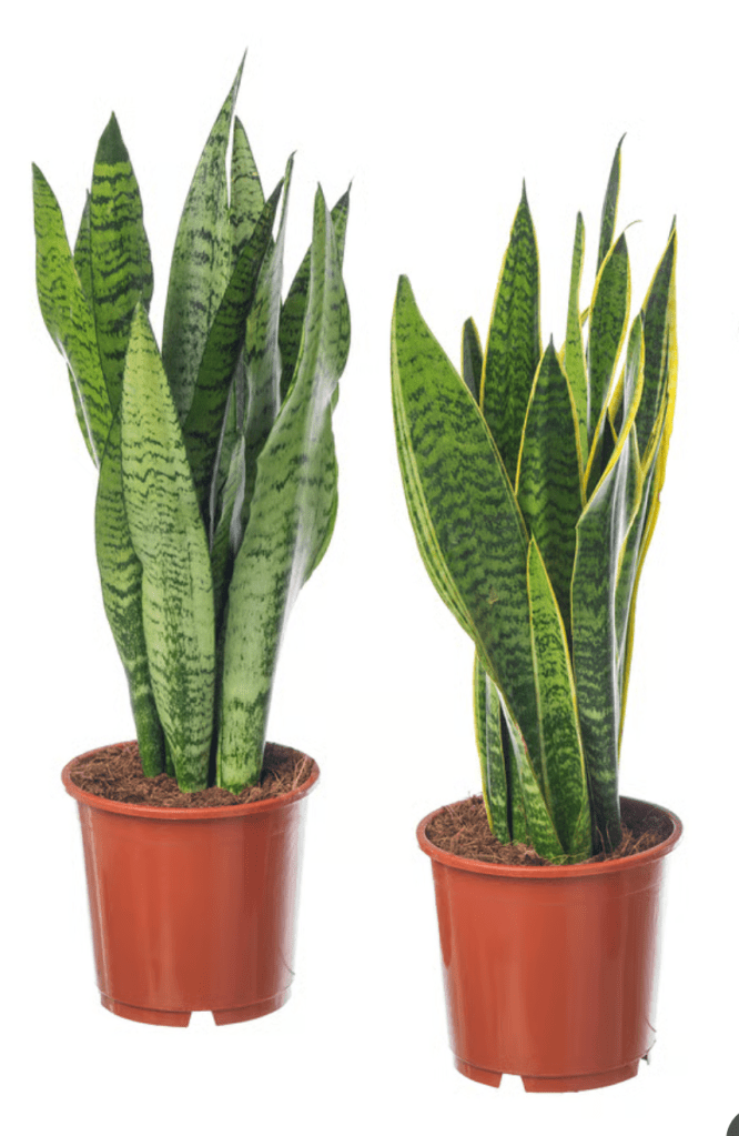Snake plants in Germany
IKEA Snake plants